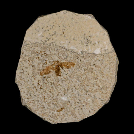 0.9 Detailed Fossil March Fly Insect Green River FM Uintah County UT Eocene Age