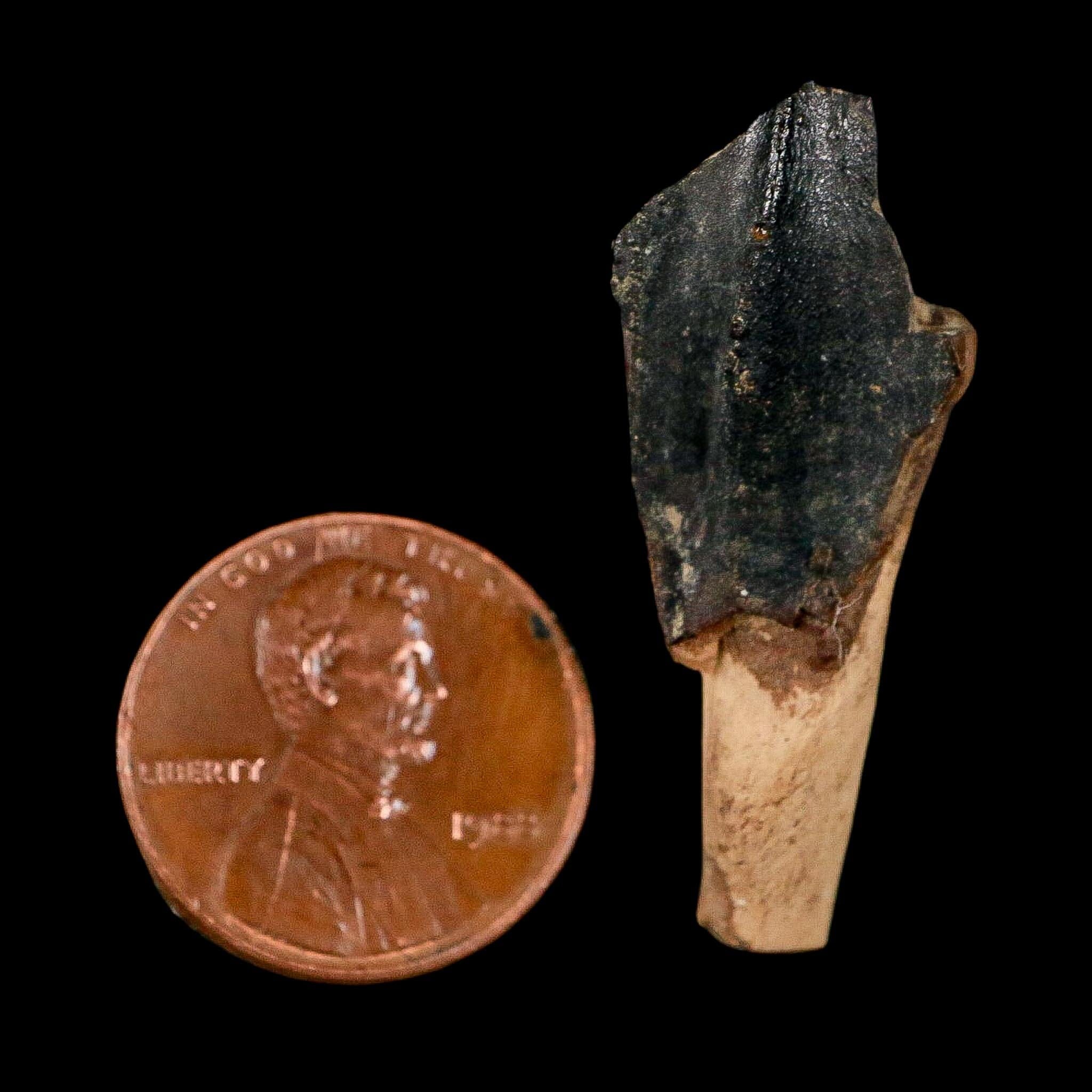 XXL 1.4" Triceratops Fossil Crown Tooth Hell Creek FM Cretaceous Dinosaur MT COA - Fossil Age Minerals