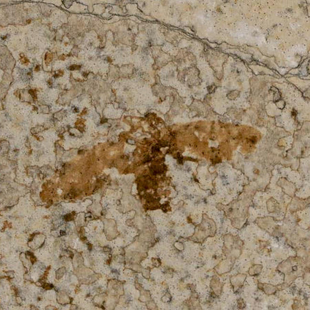 0.9 Detailed Fossil March Fly Insect Green River FM Uintah County UT Eocene Age