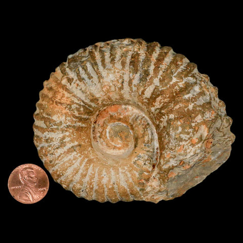 3.6" Acanthoceras Ammonite Fossil Agadir Morocco 360 Million Year Old COA - Fossil Age Minerals