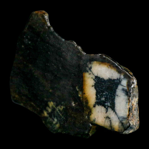 2.6" Rare Andalucite Var Chiastolite Mineral Specimen Asturias Province Boal Spain - Fossil Age Minerals