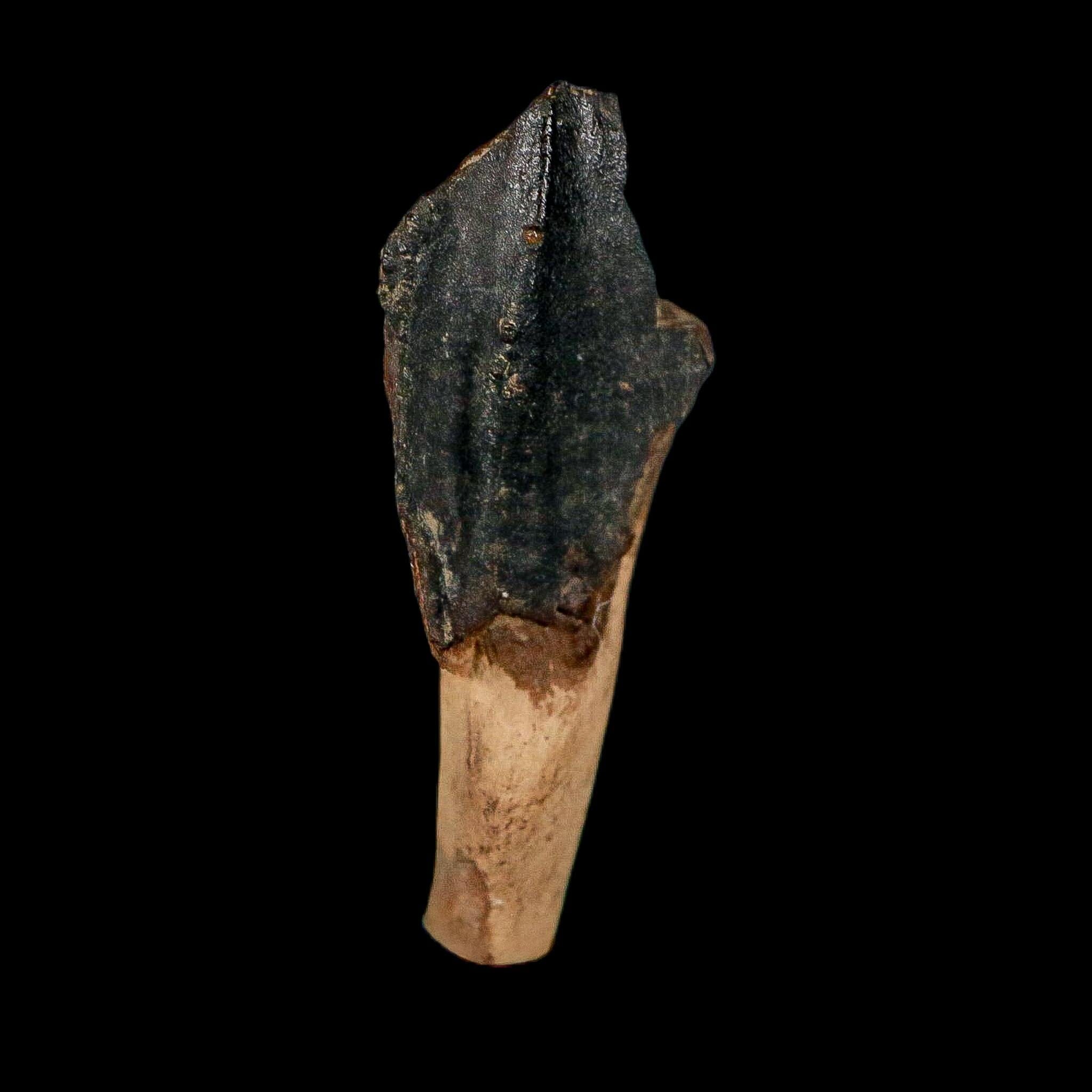 XXL 1.4" Triceratops Fossil Crown Tooth Hell Creek FM Cretaceous Dinosaur MT COA - Fossil Age Minerals