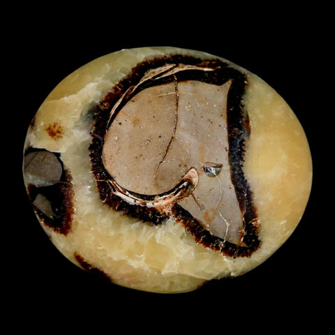 2.1" Septarian Dragon Palm Stone Mineral Specimen Healing Madagascar - Fossil Age Minerals