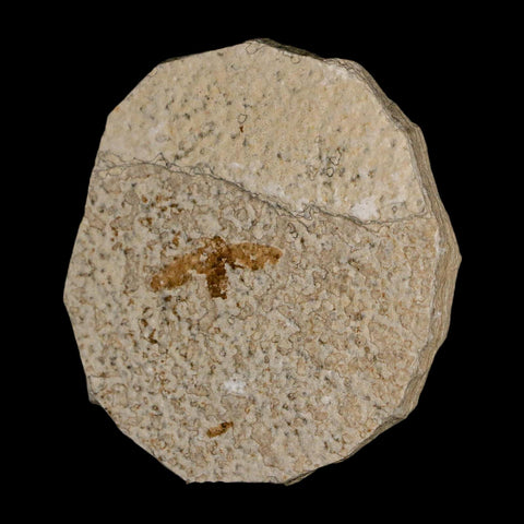 0.9 Detailed Fossil March Fly Insect Green River FM Uintah County UT Eocene Age