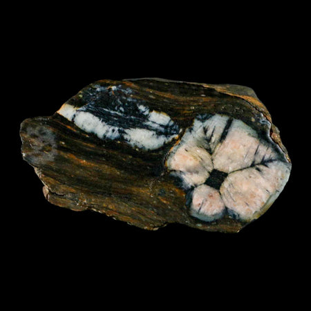 2.8" Rare Andalucite Var Chiastolite Mineral Specimen Asturias Province Boal Spain