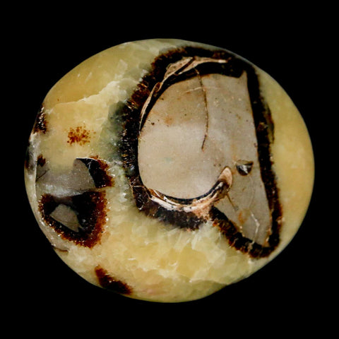 2.1" Septarian Dragon Palm Stone Mineral Specimen Healing Madagascar - Fossil Age Minerals