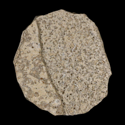 0.9 Detailed Fossil March Fly Insect Green River FM Uintah County UT Eocene Age