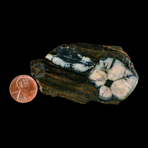 2.8" Rare Andalucite Var Chiastolite Mineral Specimen Asturias Province Boal Spain - Fossil Age Minerals