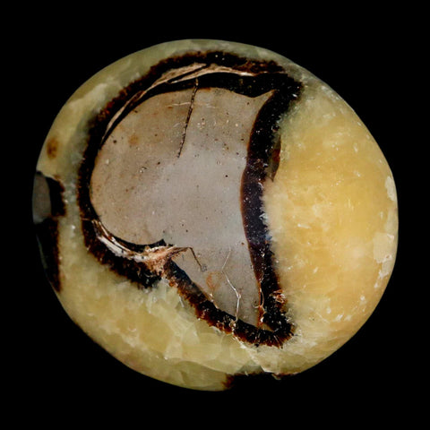 2.1" Septarian Dragon Palm Stone Mineral Specimen Healing Madagascar - Fossil Age Minerals