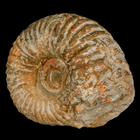 3.6" Acanthoceras Ammonite Fossil Agadir Morocco 360 Million Year Old COA - Fossil Age Minerals