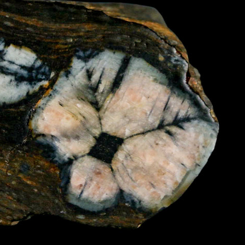 2.8" Rare Andalucite Var Chiastolite Mineral Specimen Asturias Province Boal Spain - Fossil Age Minerals