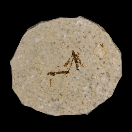 2 Two Detailed Fossil Crane Fly Insects Green River FM Uintah County UT Eocene Age