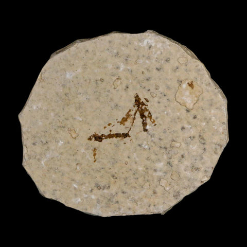 2 Two Detailed Fossil Crane Fly Insects Green River FM Uintah County UT Eocene Age