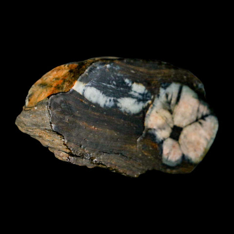 2.8" Rare Andalucite Var Chiastolite Mineral Specimen Asturias Province Boal Spain - Fossil Age Minerals