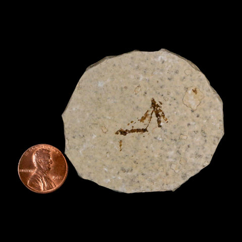 2 Two Detailed Fossil Crane Fly Insects Green River FM Uintah County UT Eocene Age