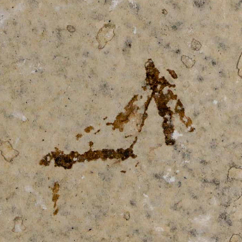 2 Two Detailed Fossil Crane Fly Insects Green River FM Uintah County UT Eocene Age