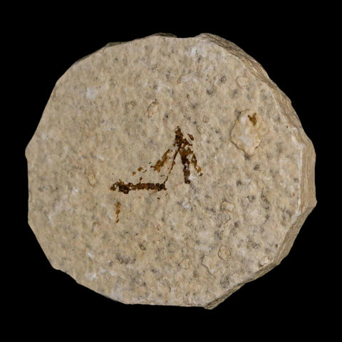 2 Two Detailed Fossil Crane Fly Insects Green River FM Uintah County UT Eocene Age