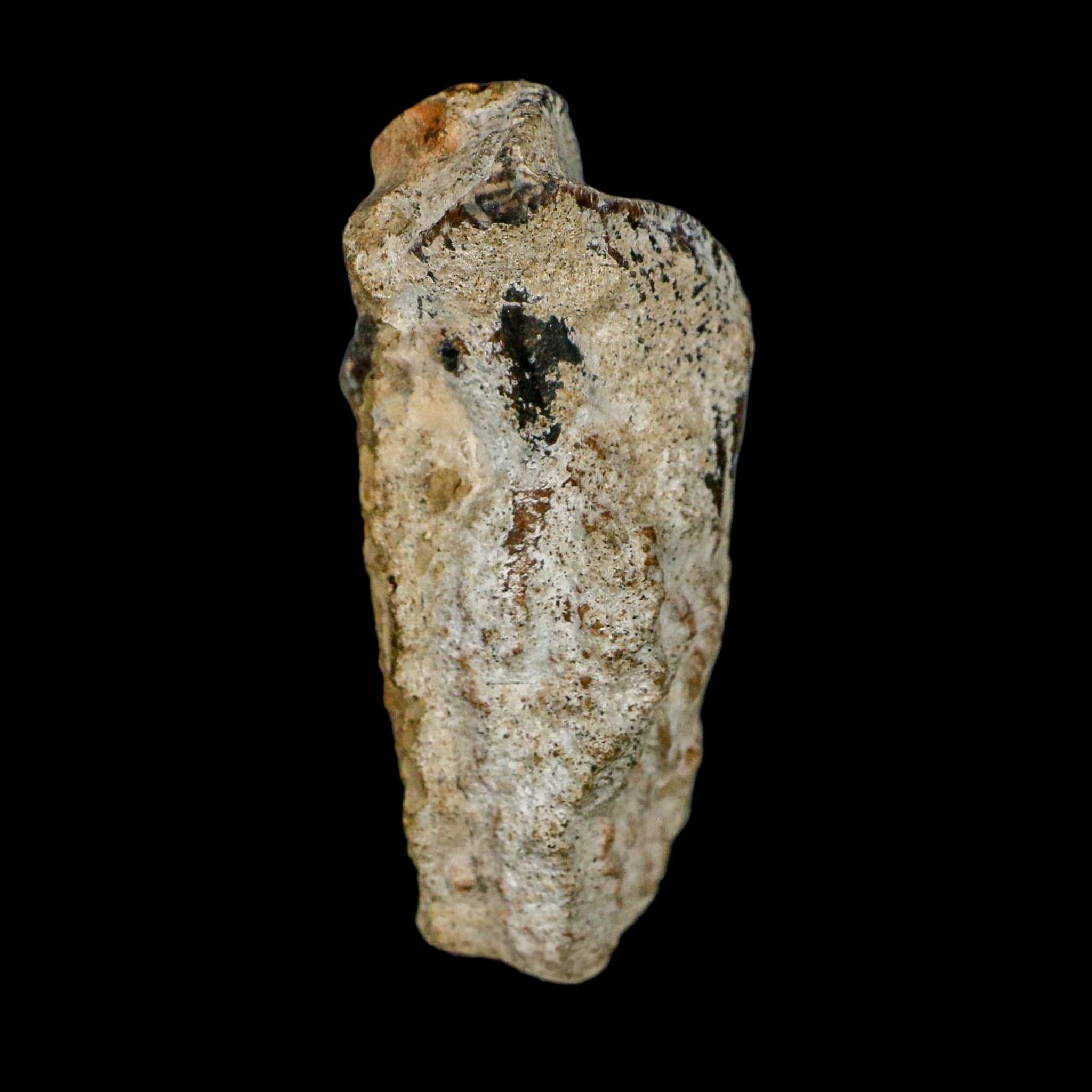 XXL 1.8" Triceratops Fossil Tooth Crown Lance Creek FM Cretaceous Dinosaur WY COA - Fossil Age Minerals