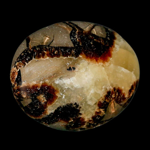 2.1" Septarian Dragon Palm Stone Mineral Specimen Healing Madagascar - Fossil Age Minerals