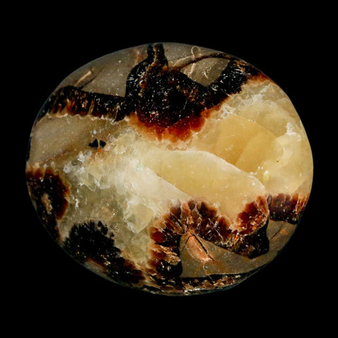 2.1" Septarian Dragon Palm Stone Mineral Specimen Healing Madagascar - Fossil Age Minerals