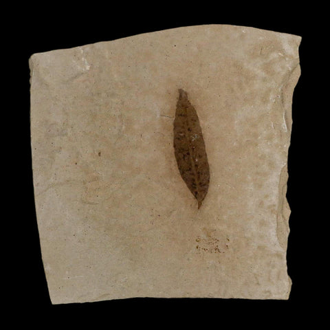 1.1" Detailed Cedrelospermum Nervosum Fossil Plant Leaf Eocene Age Green River UT