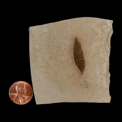 1.1" Detailed Cedrelospermum Nervosum Fossil Plant Leaf Eocene Age Green River UT