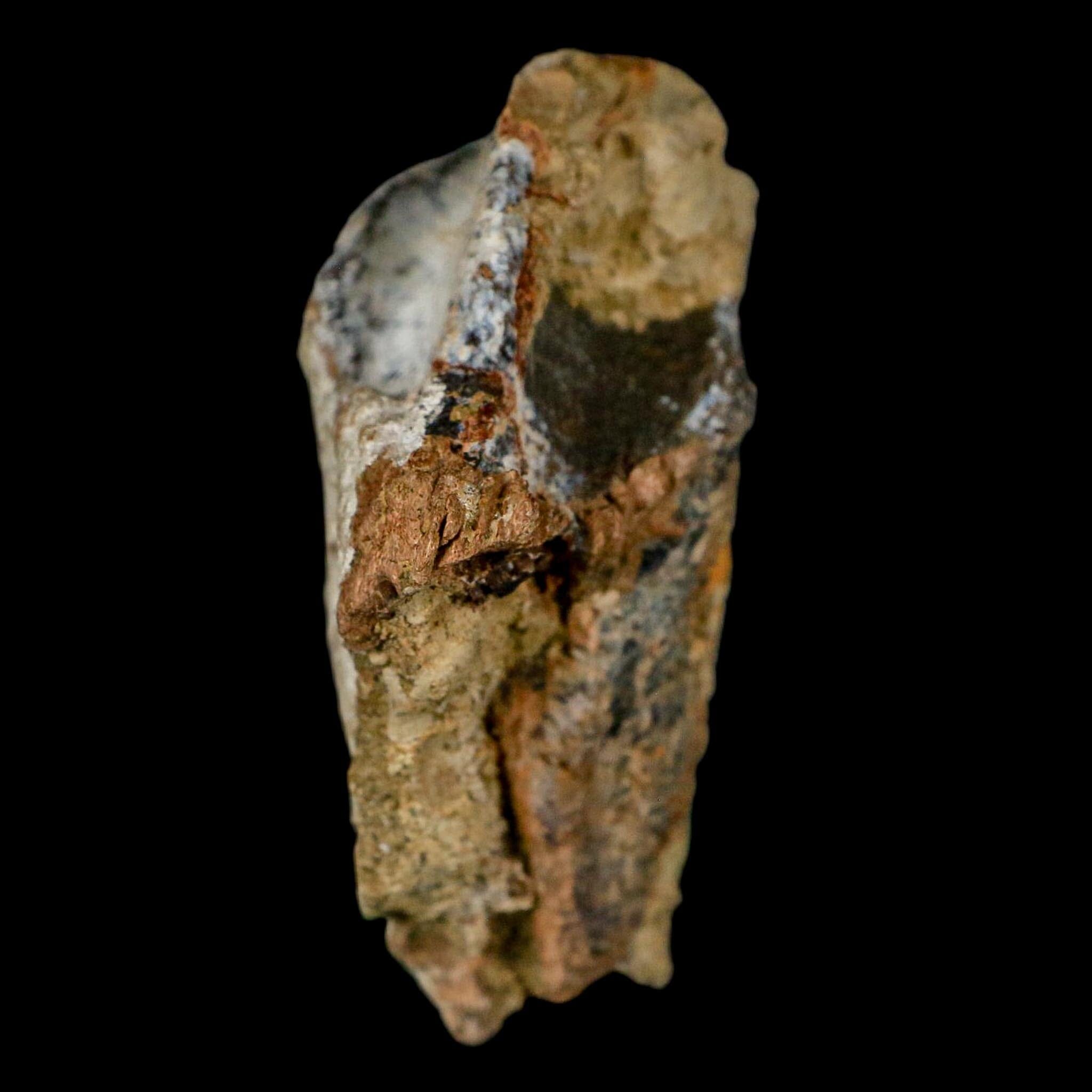 XXL 1.8" Triceratops Fossil Tooth Crown Lance Creek FM Cretaceous Dinosaur WY COA - Fossil Age Minerals