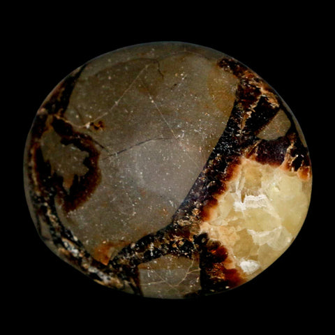 2.1" Septarian Dragon Palm Stone Mineral Specimen Healing Madagascar - Fossil Age Minerals