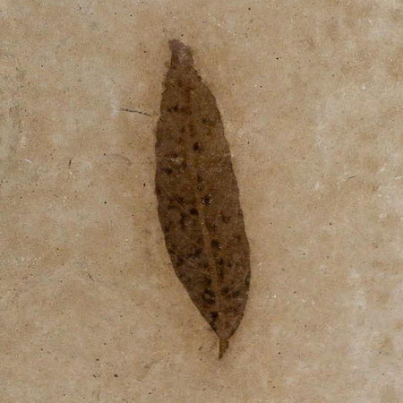 1.1" Detailed Cedrelospermum Nervosum Fossil Plant Leaf Eocene Age Green River UT