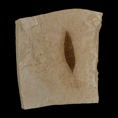 1.1" Detailed Cedrelospermum Nervosum Fossil Plant Leaf Eocene Age Green River UT