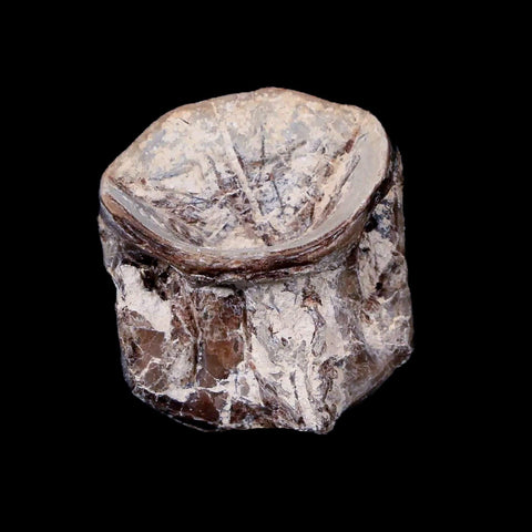 0.9" Xiphactinus Audax Fossil Vertebrae Cretaceous Era Fish Niobrara FM Kansas - Fossil Age Minerals