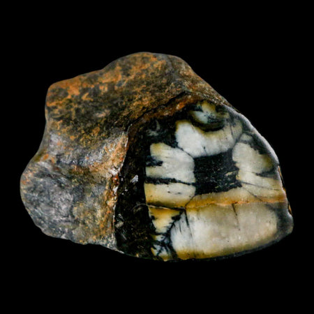 2" Rare Andalucite Var Chiastolite Mineral Specimen Asturias Province Boal Spain