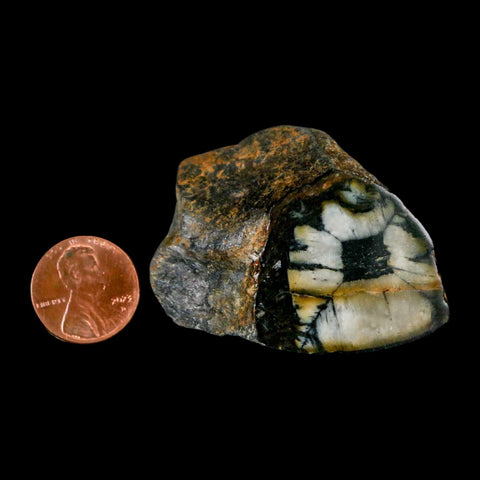 2" Rare Andalucite Var Chiastolite Mineral Specimen Asturias Province Boal Spain - Fossil Age Minerals