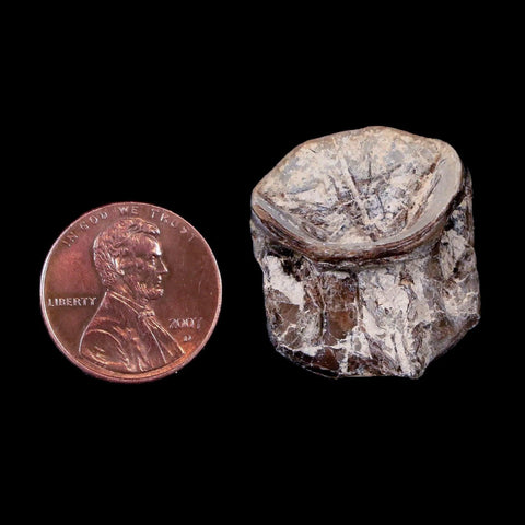 0.9" Xiphactinus Audax Fossil Vertebrae Cretaceous Era Fish Niobrara FM Kansas - Fossil Age Minerals