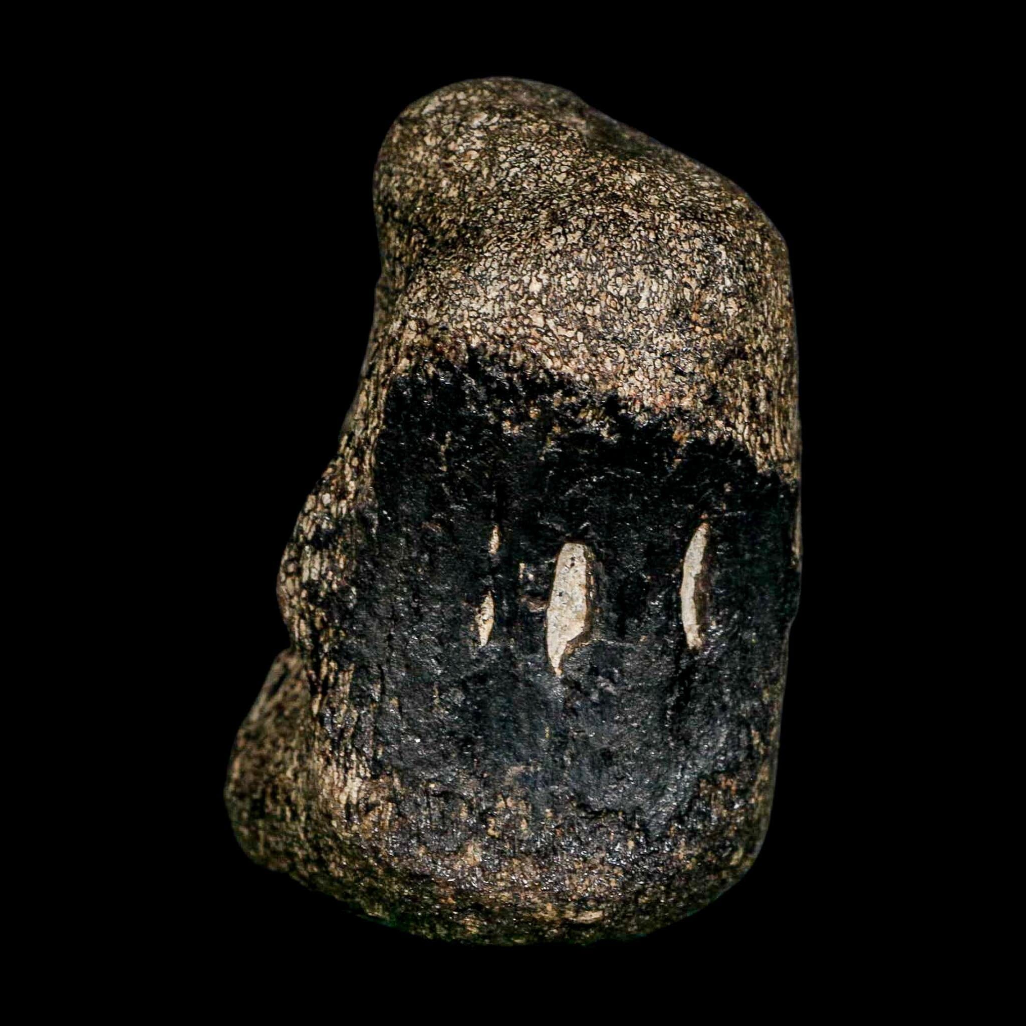 2.8" Hypacrosaurus Dinosaur Fossil Vertebrae Bone Two Medicine FM Montana COA - Fossil Age Minerals
