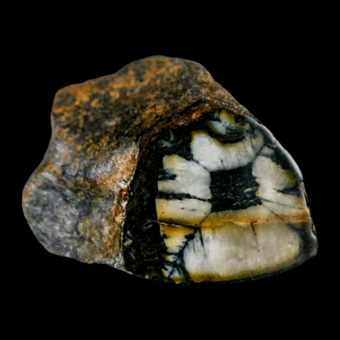 2" Rare Andalucite Var Chiastolite Mineral Specimen Asturias Province Boal Spain - Fossil Age Minerals