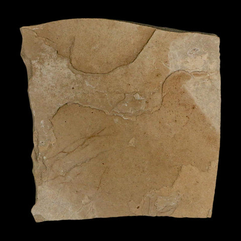 1.1" Detailed Cedrelospermum Nervosum Fossil Plant Leaf Eocene Age Green River UT