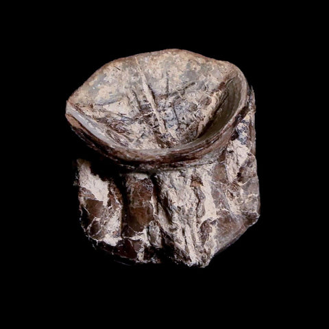 0.9" Xiphactinus Audax Fossil Vertebrae Cretaceous Era Fish Niobrara FM Kansas - Fossil Age Minerals