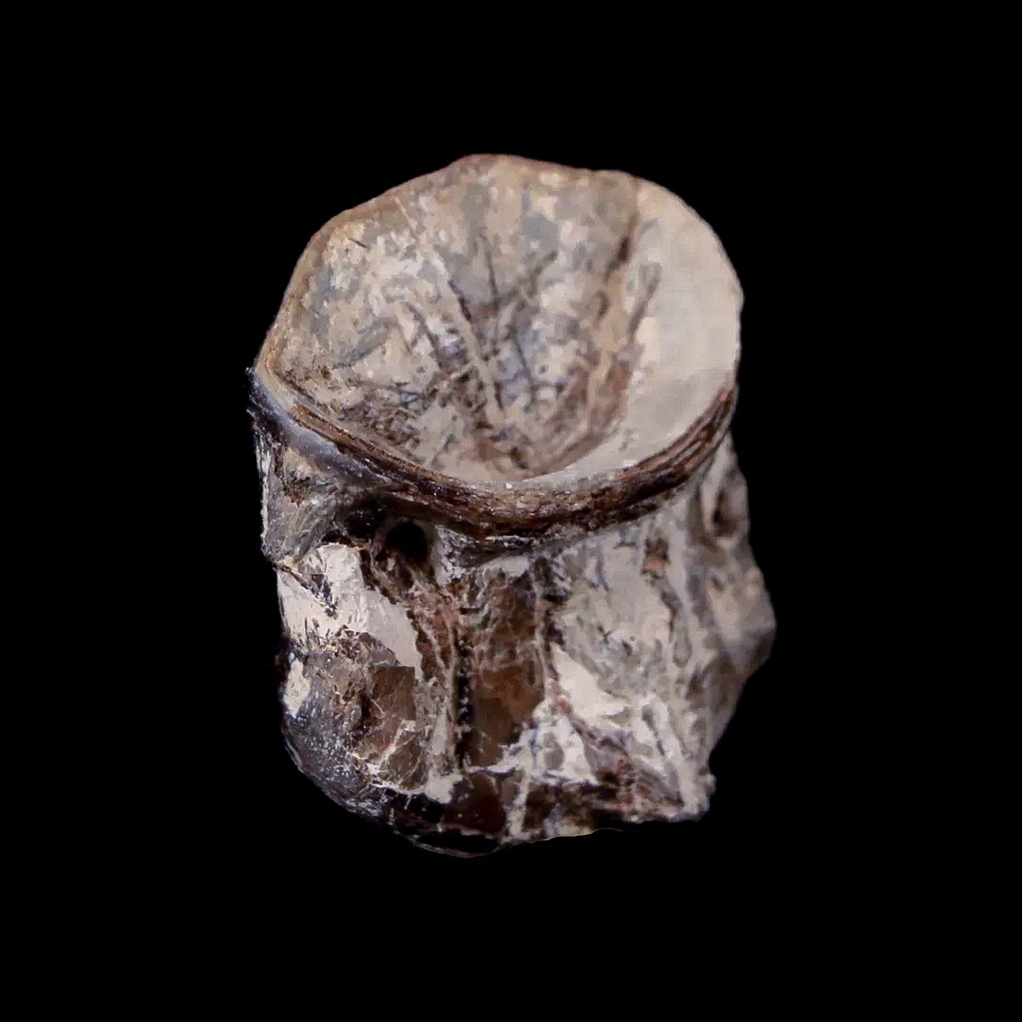 0.9" Xiphactinus Audax Fossil Vertebrae Cretaceous Era Fish Niobrara FM Kansas - Fossil Age Minerals
