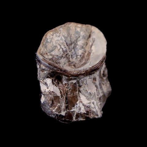 0.9" Xiphactinus Audax Fossil Vertebrae Cretaceous Era Fish Niobrara FM Kansas - Fossil Age Minerals