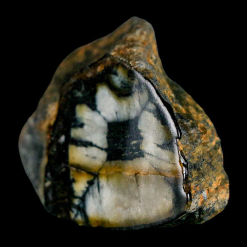 2" Rare Andalucite Var Chiastolite Mineral Specimen Asturias Province Boal Spain - Fossil Age Minerals