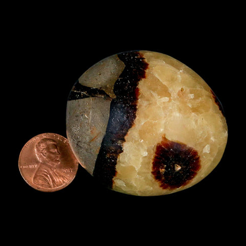 2" Septarian Dragon Palm Stone Mineral Specimen Healing Madagascar - Fossil Age Minerals