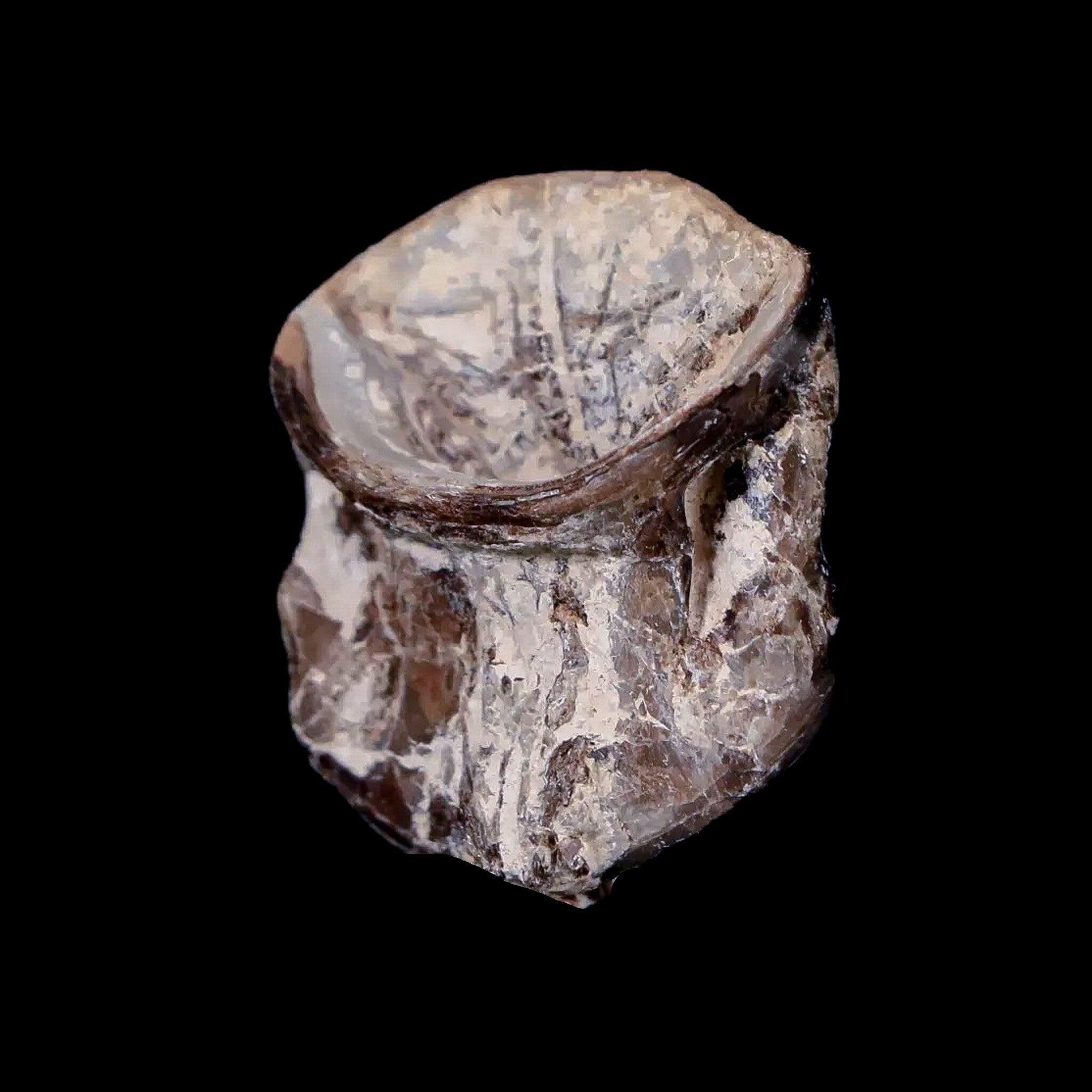 0.9" Xiphactinus Audax Fossil Vertebrae Cretaceous Era Fish Niobrara FM Kansas - Fossil Age Minerals
