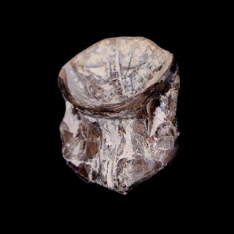 0.9" Xiphactinus Audax Fossil Vertebrae Cretaceous Era Fish Niobrara FM Kansas - Fossil Age Minerals