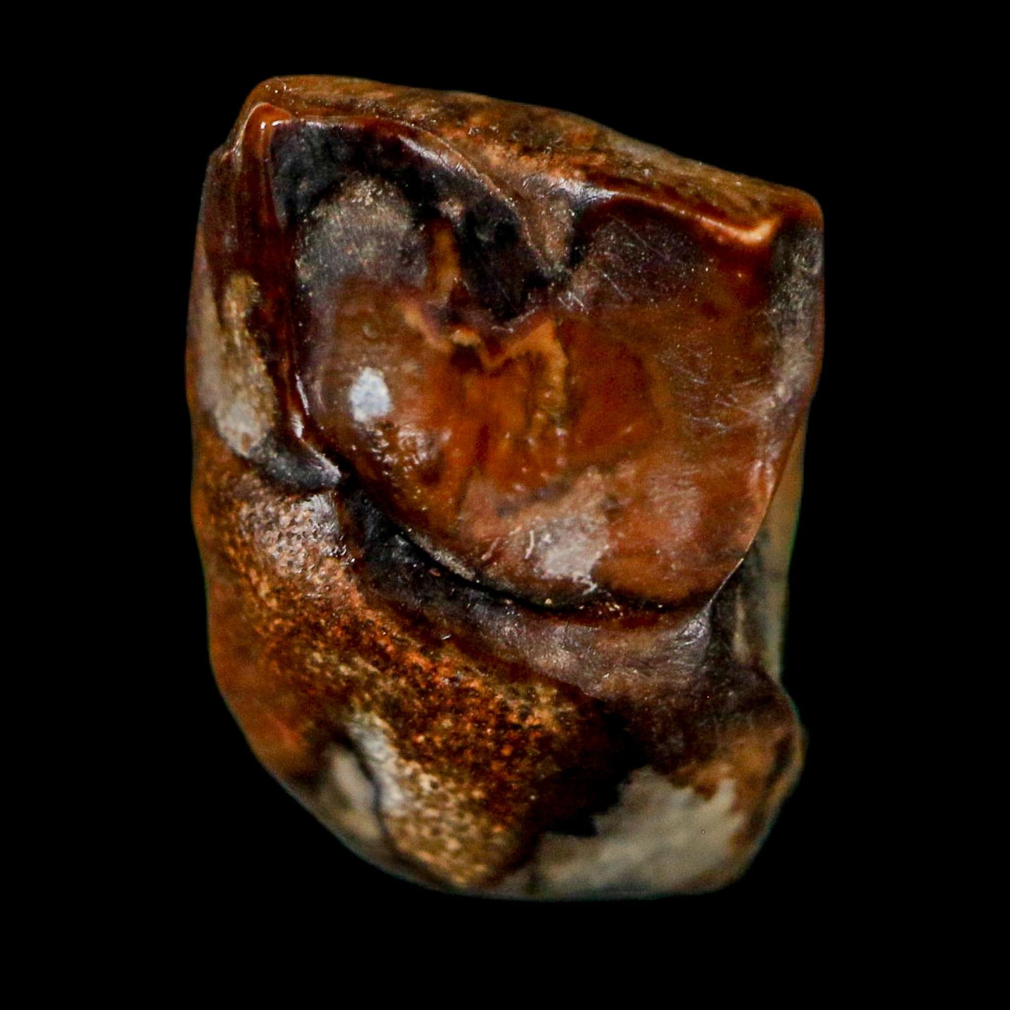 0.6" Centrosaurus Fossil Tooth Judith River FM Cretaceous Dinosaur COA, Display - Fossil Age Minerals