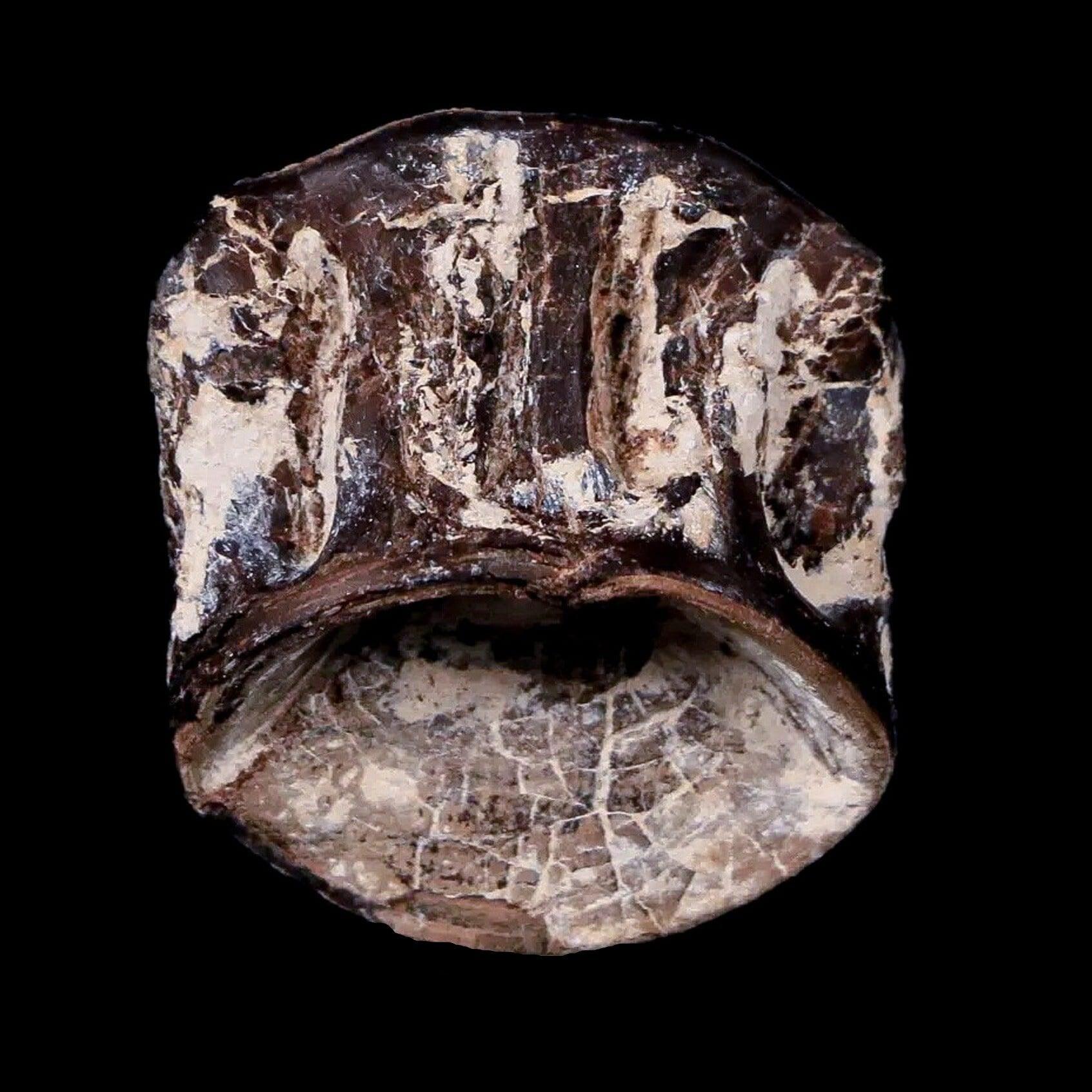 0.9" Xiphactinus Audax Fossil Vertebrae Cretaceous Era Fish Niobrara FM Kansas - Fossil Age Minerals