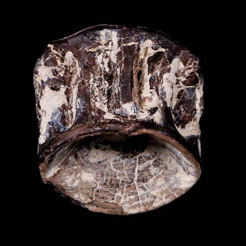 0.9" Xiphactinus Audax Fossil Vertebrae Cretaceous Era Fish Niobrara FM Kansas - Fossil Age Minerals