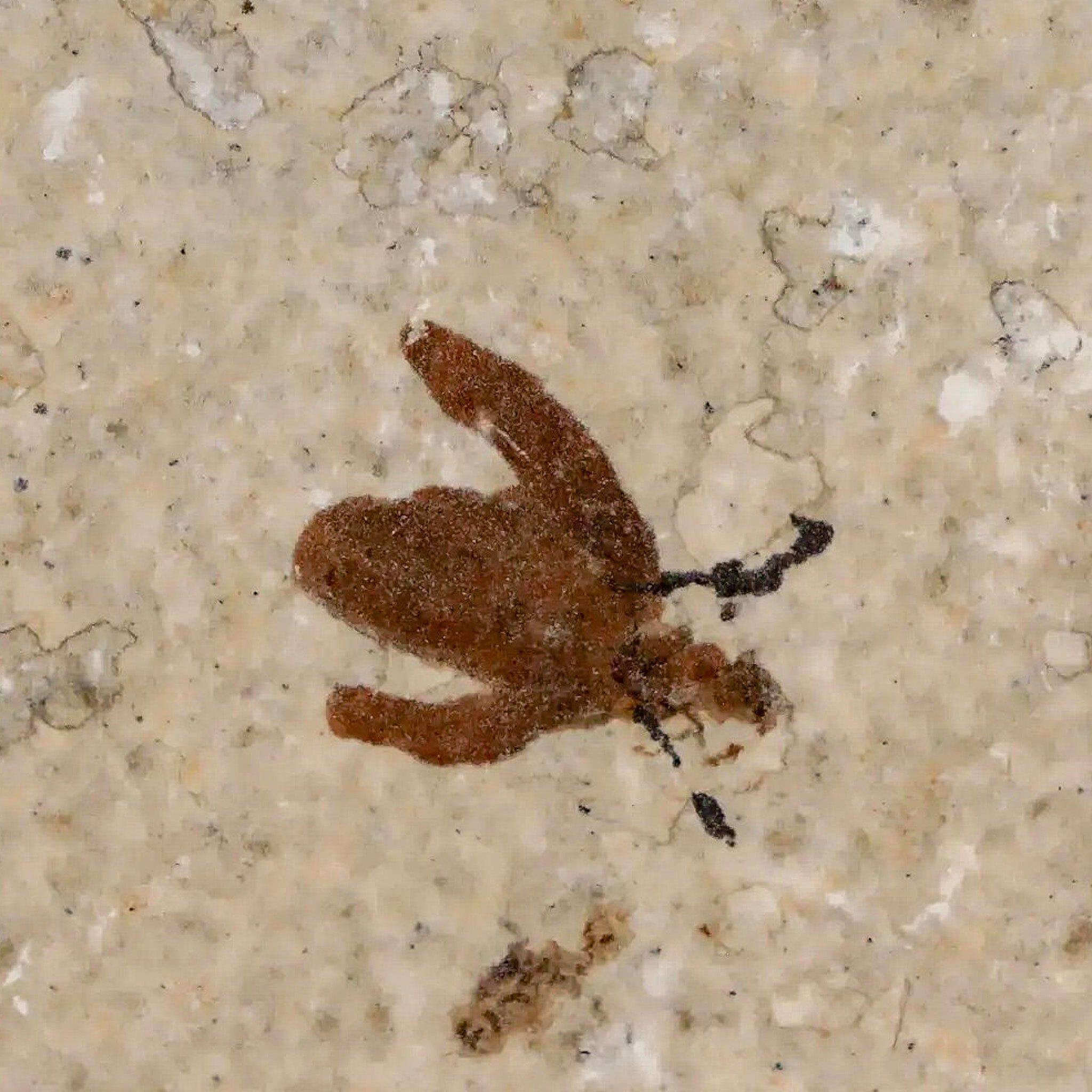 0.5 Detailed Fossil March Fly Insect Green River FM Uintah County UT Eocene Age - Fossil Age Minerals