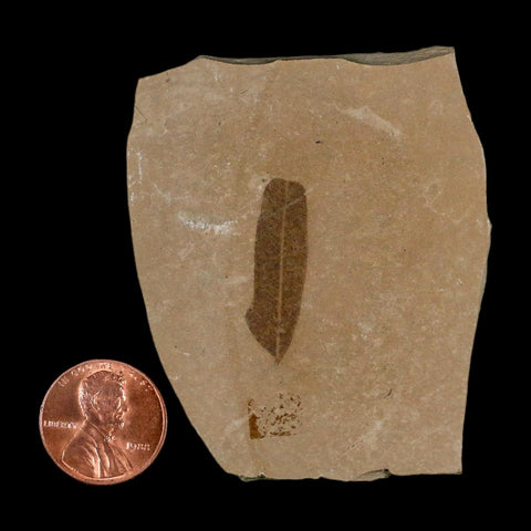 1.1" Caesalpinia Pecorae Divi Divi Trees Fossil Plant Leaf Eocene Age Uintah Utah