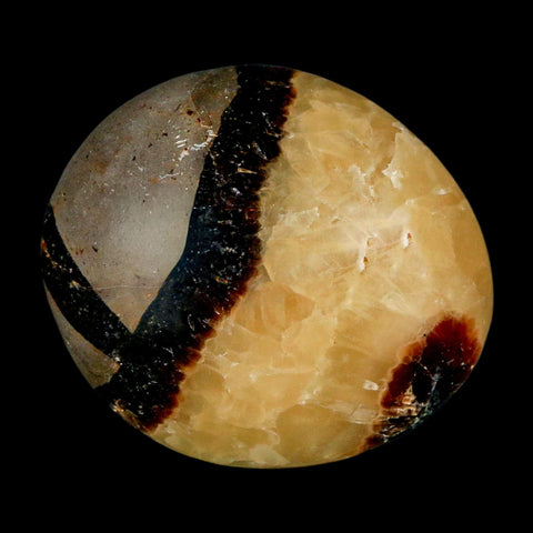 2" Septarian Dragon Palm Stone Mineral Specimen Healing Madagascar - Fossil Age Minerals